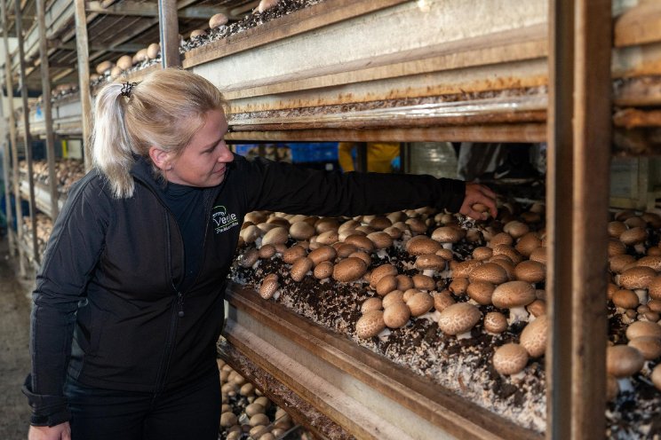 Boeren en telers maken werk van paddenstoelen Boeren en telers maken werk van paddenstoelen