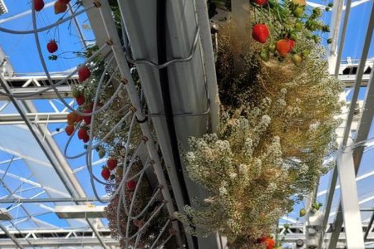 Fossielvrije aardbeien? Fossielvrije aardbeien?