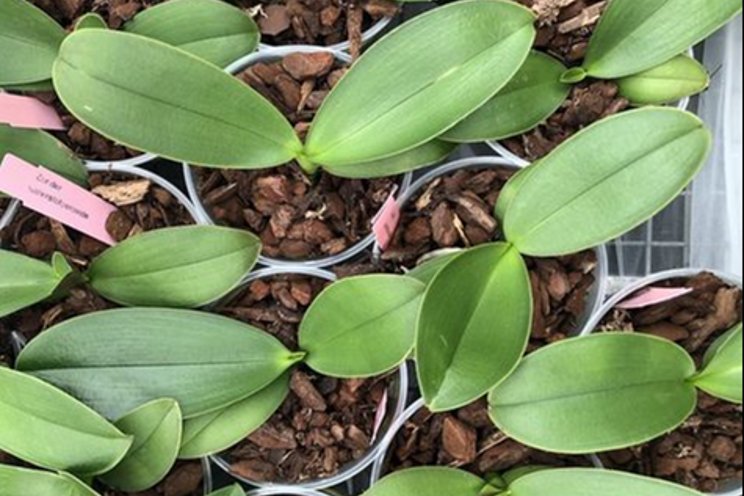 Effect waterstofperoxide op groei phalaenopsis
