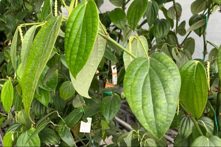 Zwarte peper biedt kansen voor Nederlandse telers Zwarte peper biedt kansen voor Nederlandse telers