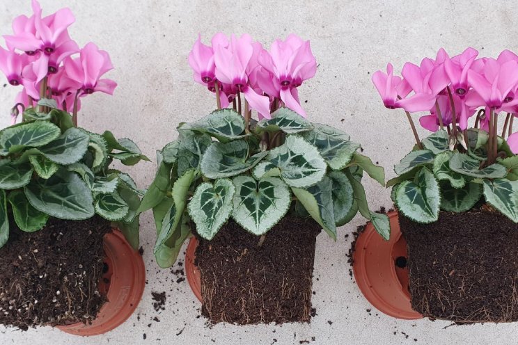 BOL test veenvrije substraten in cyclamen BOL test veenvrije substraten in cyclamen