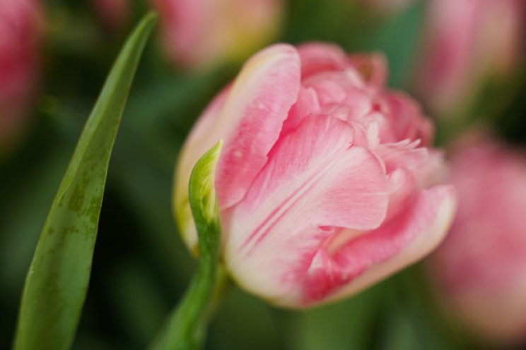 Open Dag Tulp