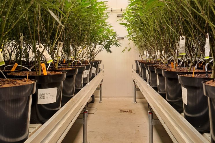 Bosman Van Zaal lanceert Cannabis Grow Container