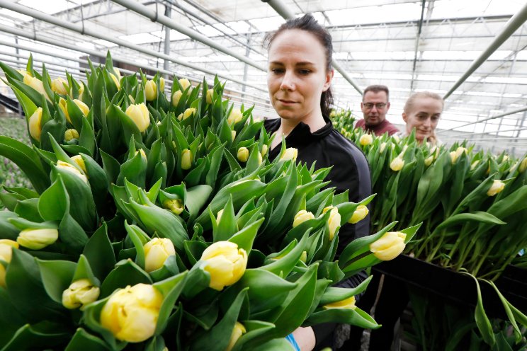 Pluktuin razend populair