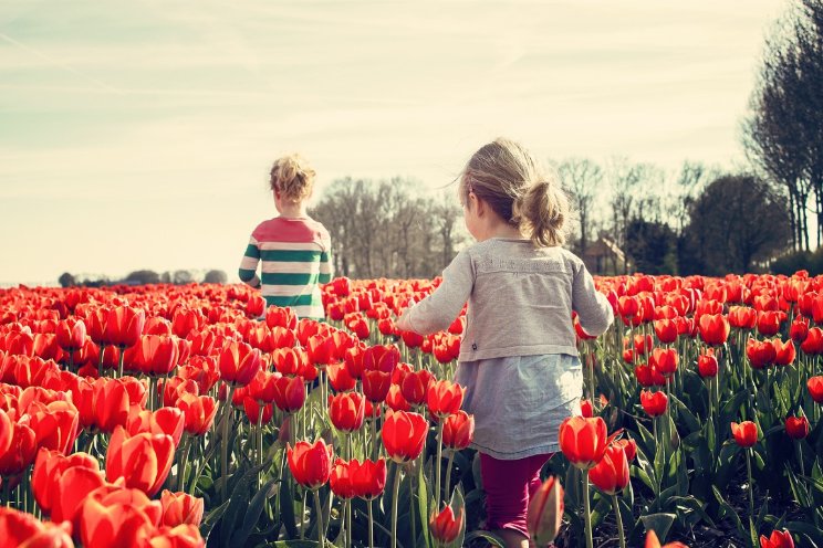 Oppervlakte bloembollen ruim een vijfde groter