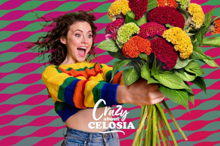 Crazy about Celosia!