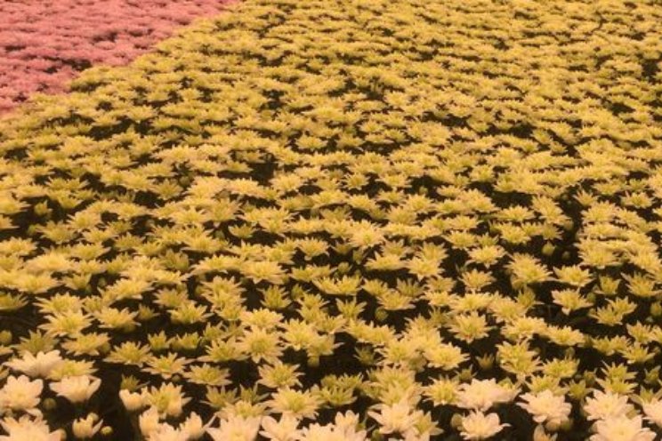 Eindrapport project Chrysant zonder stomen Eindrapport project Chrysant zonder stomen