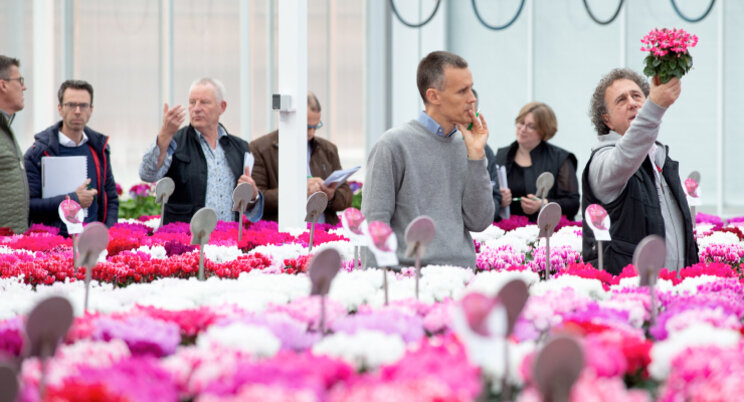 Cyclamen Open Dagen 2022