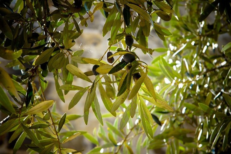 'Voorkom Xylella, neem geen planten mee naar NL' 'Voorkom Xylella, neem geen planten mee naar NL'