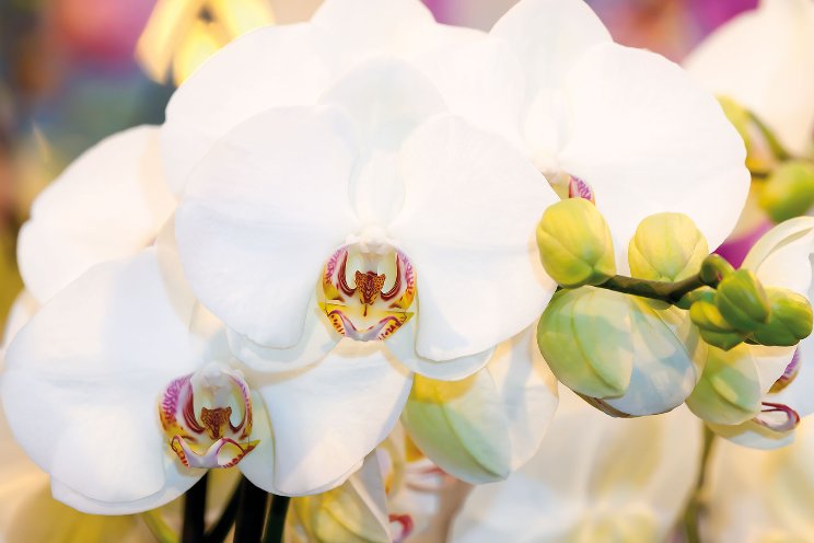 Orchid Inspiration Days