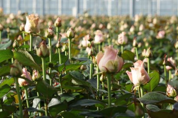 Naar effectievere aanpak van bladluis in roos