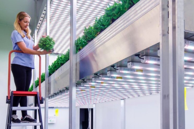 'Ontwikkeling vertical farming onder druk'