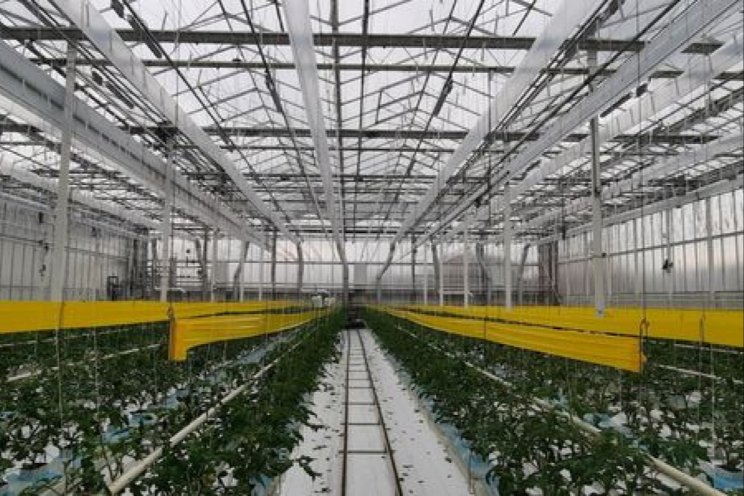 Sleutelrol stikstof en kalium bij voeding plant Sleutelrol stikstof en kalium bij voeding plant