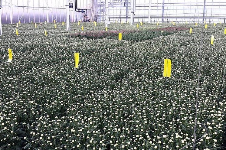 6,5 jaar Perfecte Chrysant 6,5 jaar Perfecte Chrysant