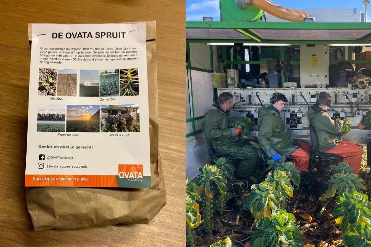 Spruiten van OVATA! Spruiten van OVATA!