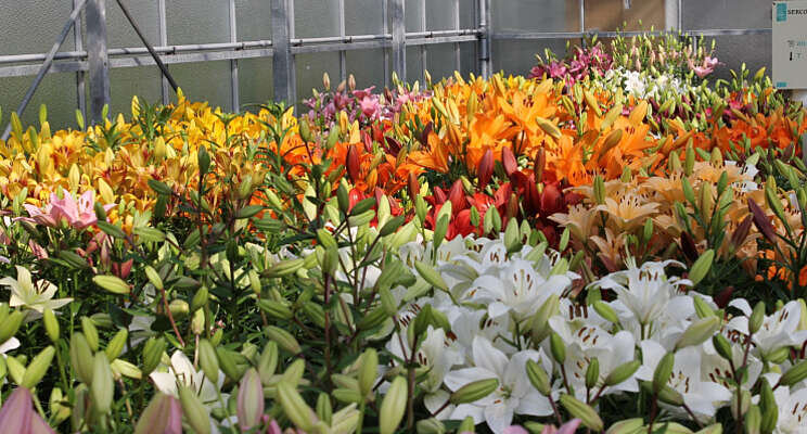 10e Dutch Lily Days gaan van start op 7 juni 10e Dutch Lily Days gaan van start op 7 juni