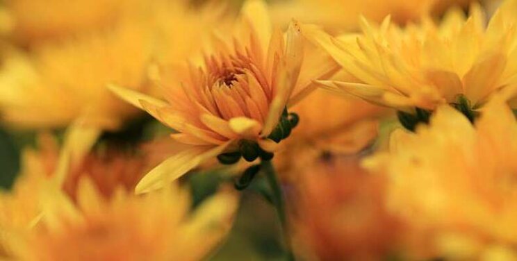 Registratie geopend voor webinar IPM chrysanten Registratie geopend voor webinar IPM chrysanten