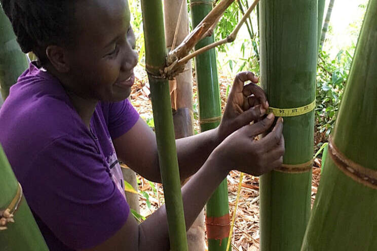 Bamboo Uganda door grens van 10 mln kilo CO2