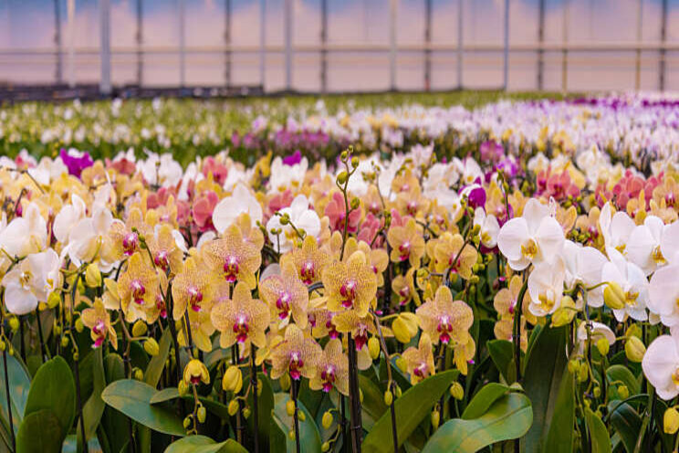 Nieuw Phalaenopsisassortiment voor Aardse Orchids