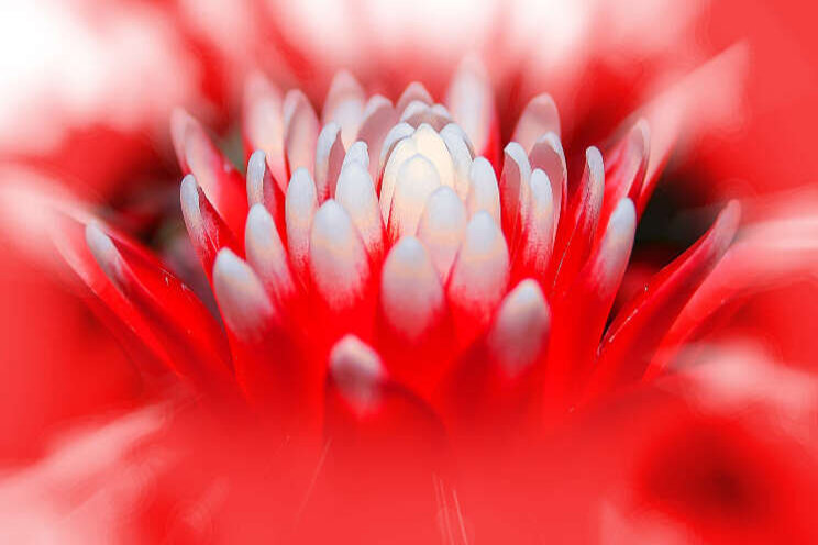 Hoe reageert bromelia op verschillende lichtspectra?