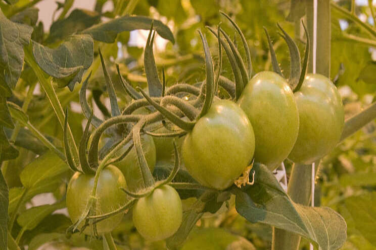 Geen ToBRFV na gebruik van tomatenzaad uit Peru